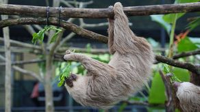 MiAmbiente apoya proyecto para perezosos con la APPC en Ciudad del Saber