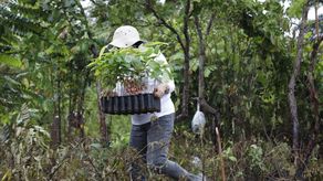 Ministerio de Ambiente y Anarap concluyen exitosa jornada de reforestación