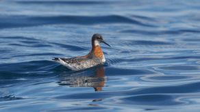 Día Mundial de las Aves Migratorias destaca importancia de Panamá