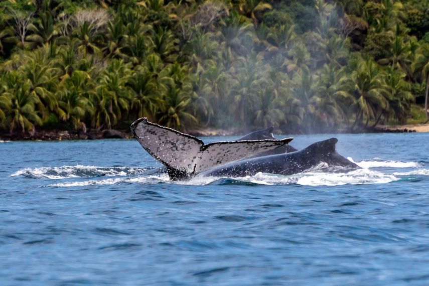 Arrecifes y ballenas hacen del Golfo de Chiriquí un tesoro natural de Panamá