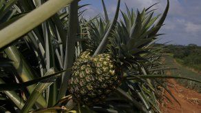 Exportaciones en Panamá con buen desempeño en 2021