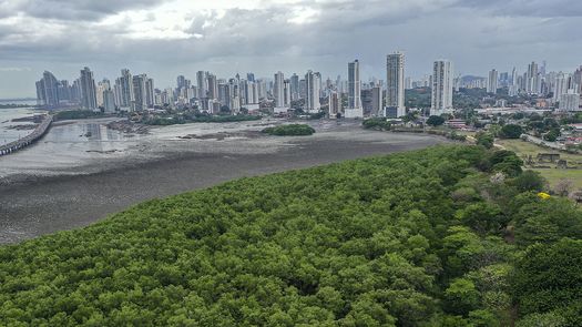 Manglares de Panamá, un amenazado resort para las aves migratorias de América