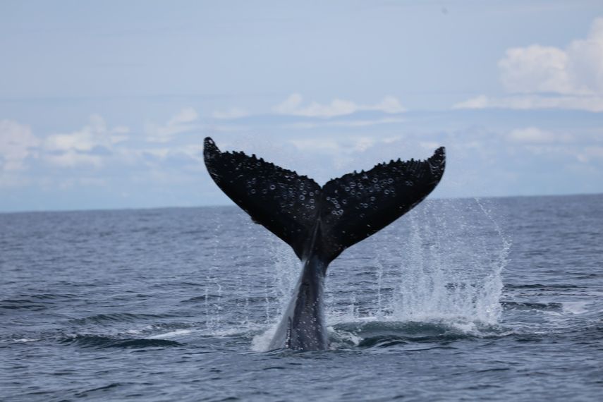 El presidente de la República, Laurentino Cortizo, sancionó la ley 365 del 6 de febrero de 2023, que modifica la ley 13 de mayo de 2015 "Que establece el Corredor Marino de Panamá".
