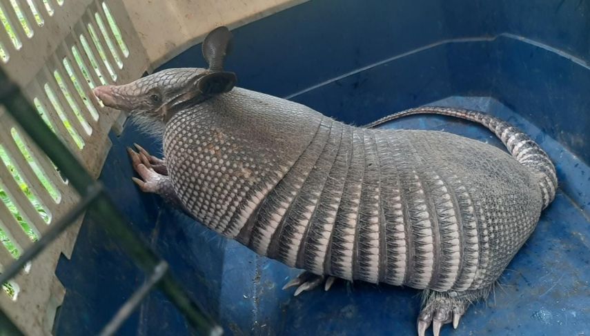 MiAmbiente en Chiriquí sugiere a la comunidad que cuando se ubique a alguna especie de vida silvestre en sus casas
