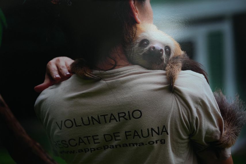 MiAmbiente exhorta a la ciudadanía a que contribuya a salvaguardar la población de perezosos. MiAmbiente exhorta a la ciudadanía a que contribuya a salvaguardar la población de perezosos.