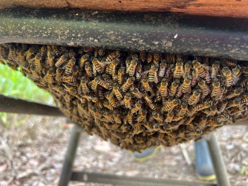 Producción de miel en Panamá crece en 2025 y supera los 67 mil galones