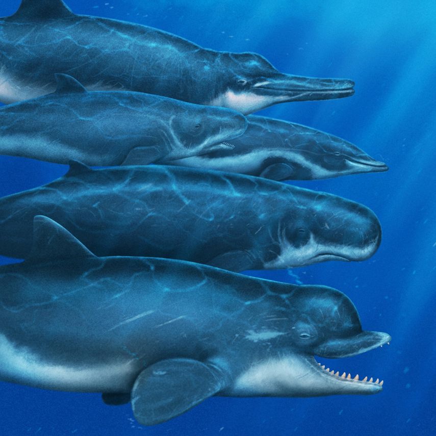 Se espera que el trabajo futuro en Panamá y en toda la región del Caribe revele más fauna extinta de mamíferos marinos, señala Senacyt. Se espera que el trabajo futuro en Panamá y en toda la región del Caribe revele más fauna extinta de mamíferos marinos, señala Senacyt.