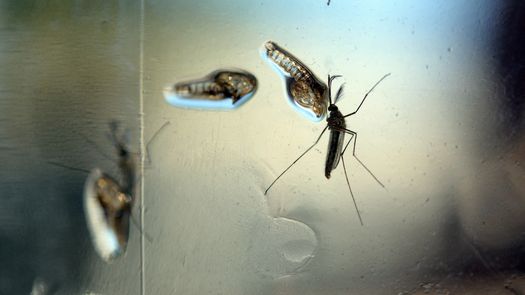 Resultados esperanzadores para la primera vacuna contra el chikungunya