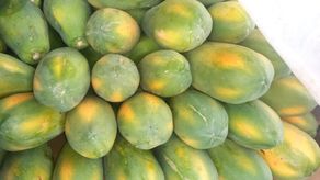 El MIDA imparte capacitación sobre cuido de papayas a productores chiricanos