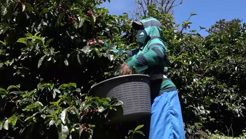 Productores de café en zonas indígenas participaron de un taller en Boquete para para conocer nuevas tecnologías y estrategias de producción organizado por el BID y la FAO.