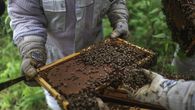Las vecinas del pequeño pueblo de Paris, en las entrañas de Panamá, cuidan el manglar característico de esa árida zona con miel, pues en lo profundo de ese ecosistema -amenazado por la crisis climática- han instalado colmenas donde miles de abejas lo polinizan. Las vecinas del pequeño pueblo de Paris, en las entrañas de Panamá, cuidan el manglar característico de esa árida zona con miel, pues en lo profundo de ese ecosistema -amenazado por la crisis climática- han instalado colmenas donde miles de abejas lo polinizan.