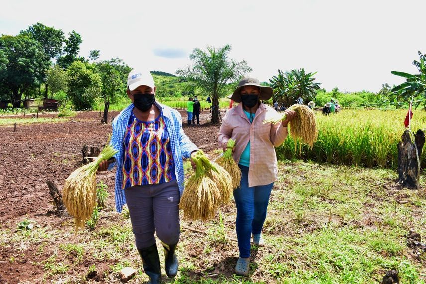 Arroz orgánico: cosecha de desarrollo para mujeres rurales