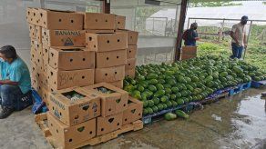 Papaya panameña será enviada a Canadá