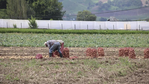 MIDA busca alternativas para apoyar a productores afectados por cierres en protestas