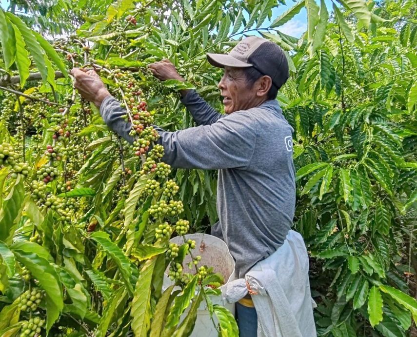 Finca impulsa la clonación de café robusta para mejorar producción