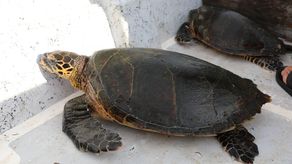 MiAmbiente investiga causa de muerte de tortugas en diferentes áreas de Panamá