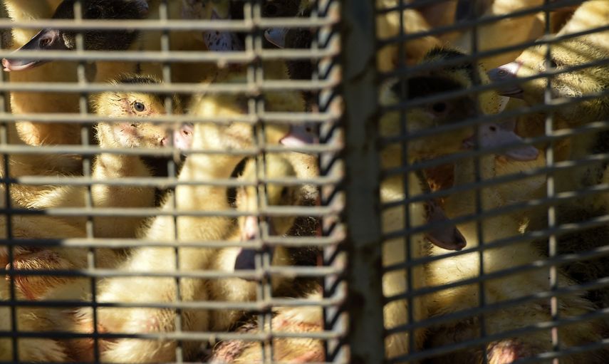 Brote de gripe aviar H5N9 es identificado por primera vez en Estados Unidos