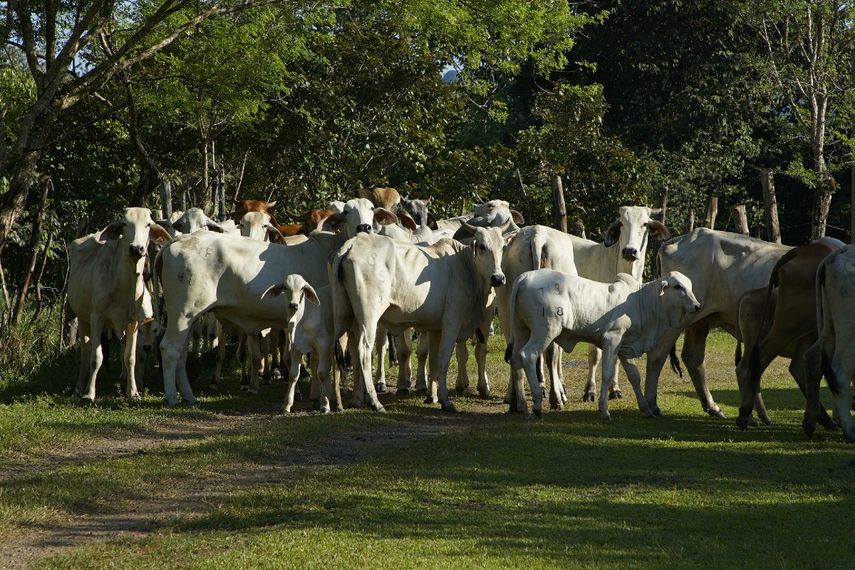 Productores de ganado preparados para congreso lechero