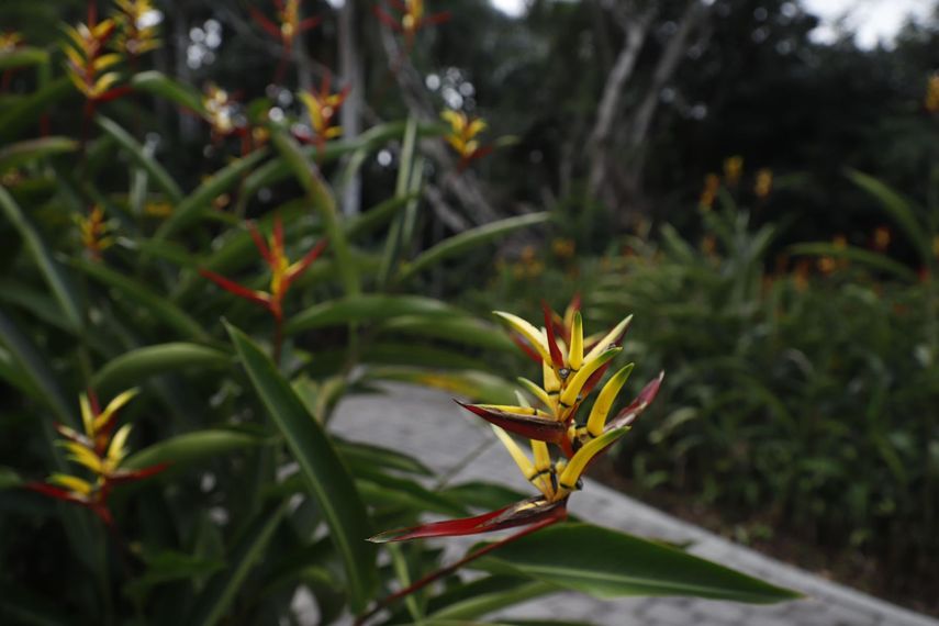 Parque Municipal Summit logra certificación de Jardín Botánico luego de 100 años