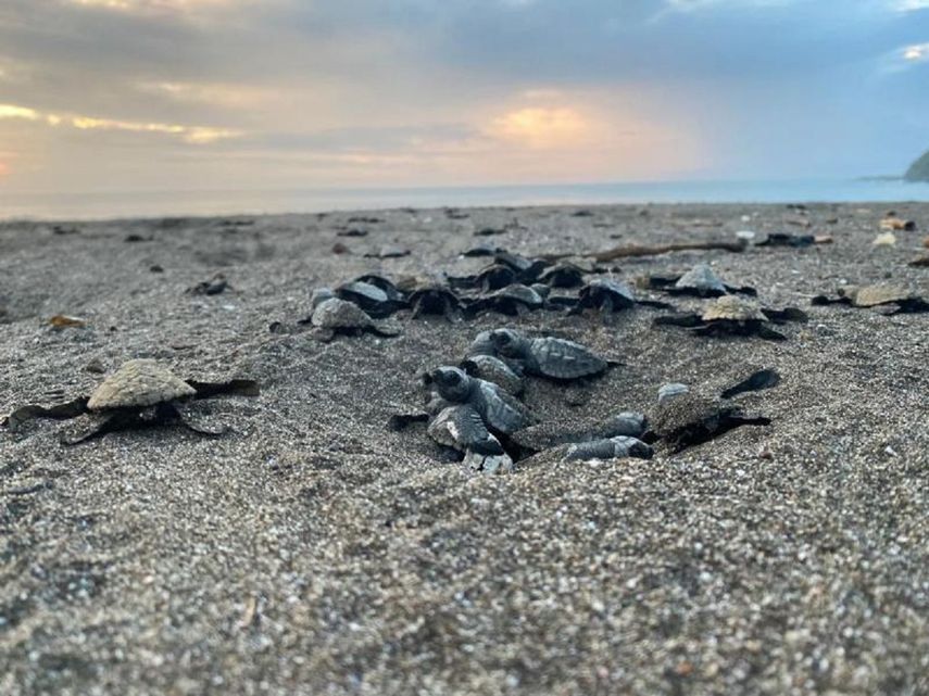 Panamá: Otorgan derechos legales a las tortugas marinas