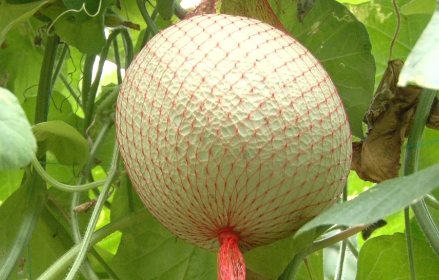 MIDA impulsa envío de melón y zapallo al mercado internacional