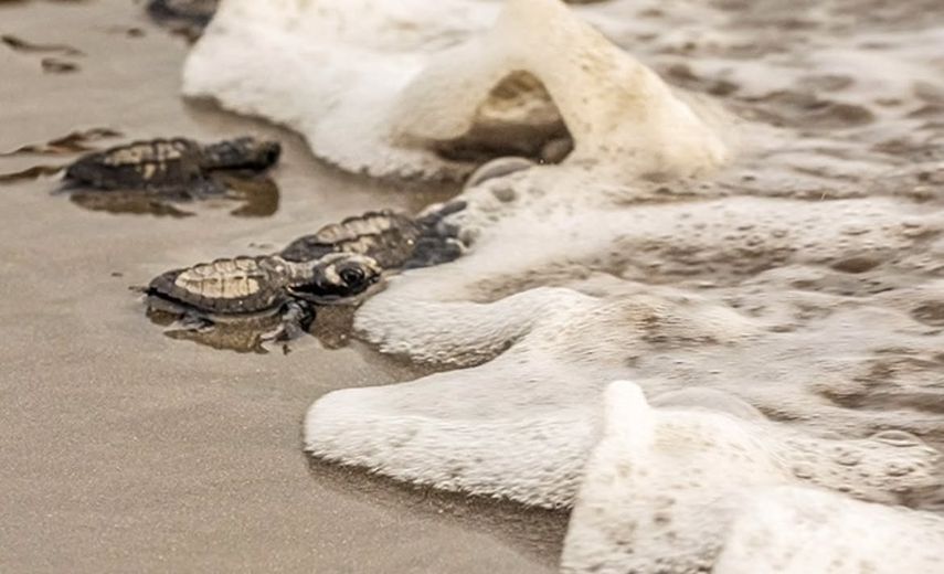 Panamá recibe reconocimiento en México por conservación de tortugas marinas