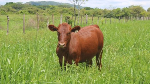 Las evaluaciones realizadas en Chiriquí, bajo condiciones tropicales están enfocadas principalmente en el sistema vaca ternero.
