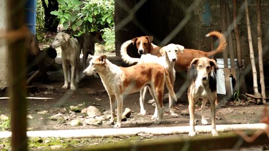 Refugio para perros abandonados en Boquerón