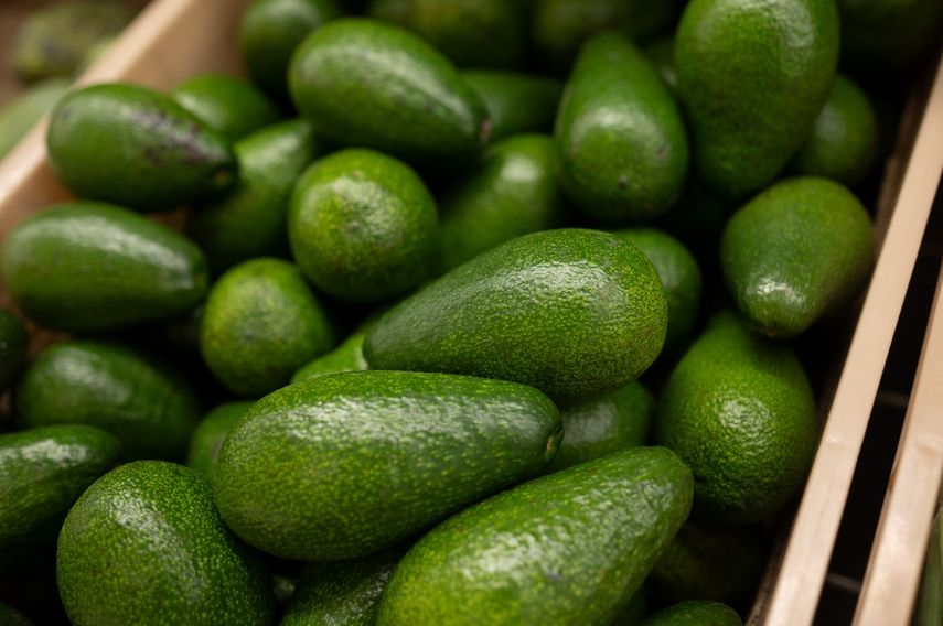 Aguacate de Darién impulsa economía rural y abastece mercados internacionales