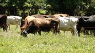 Ganaderos del distrito de Bugaba se muestran preocupados ante el aumento de hurtos en sus fincas, además de que en muchos de los casos la carne de vaca es comercializada posteriormente. Ganaderos del distrito de Bugaba se muestran preocupados ante el aumento de hurtos en sus fincas, además de que en muchos de los casos la carne de vaca es comercializada posteriormente.