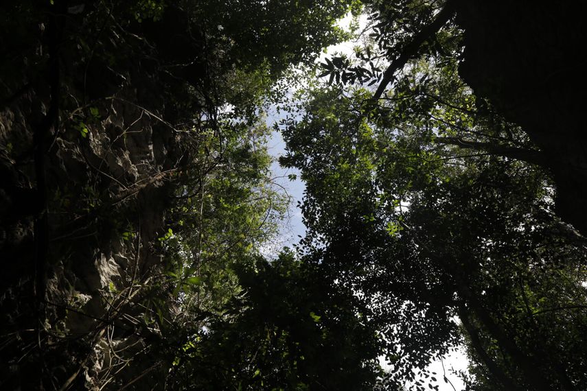 Latinex elegida a administrar la Bolsa Panameña del Carbono