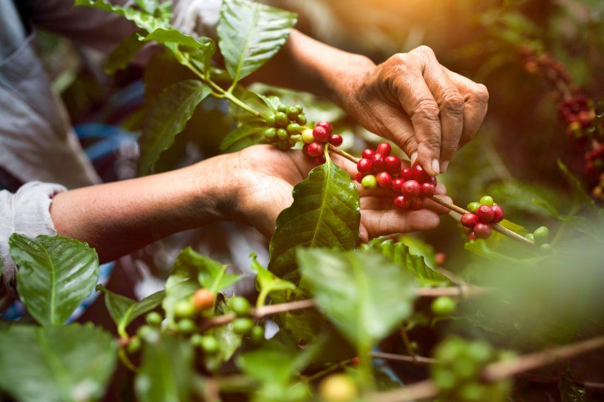 Panamá es reconocido mundialmente por producir los mejores cafés del mundo. El Best of Panama una oportunidad para los productores de café de especialidad.