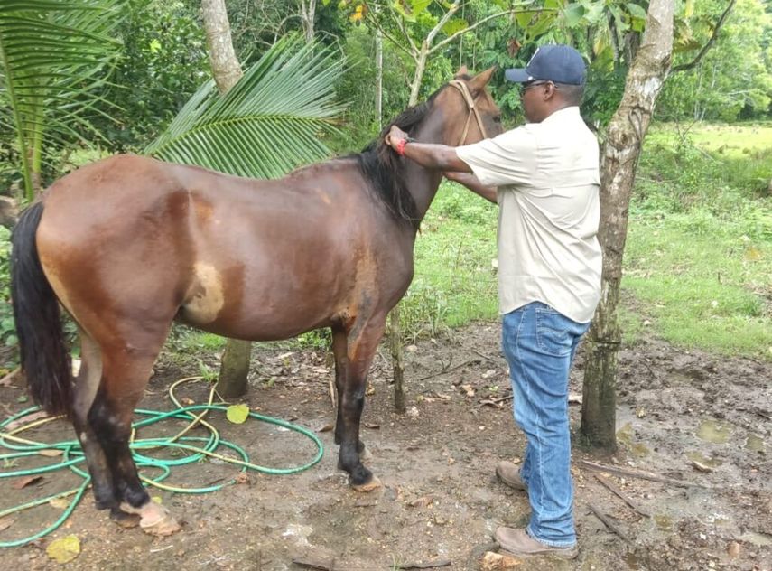 Personal del MIDA realiza jornada de vacunación contra la encefalitis equina del este en Darién. | Foto: MIDA Personal del MIDA realiza jornada de vacunación contra la encefalitis equina del este en Darién. | Foto: MIDA