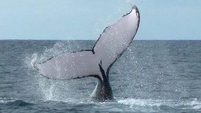 Científicos piden fotos a turistas de Panamá para analizar estado de ballenas