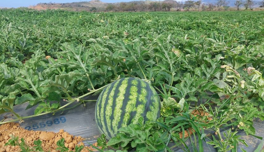 Panamá refuerza su presencia en el mercado europeo con exportación de sandías. Panamá refuerza su presencia en el mercado europeo con exportación de sandías.