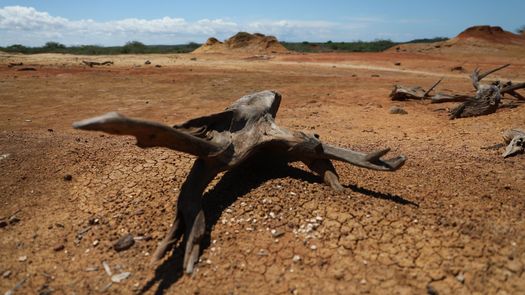 Panamá reafirmará su compromiso contra la desertificación y la sequía