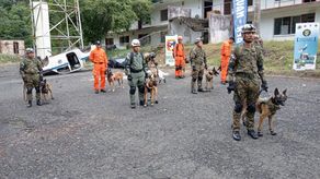 Sinaproc conforma unidad canina de búsqueda en estructuras colapsadas