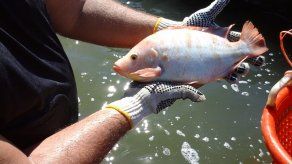 ARAP importará tilapias de Costa Rica para rnejorar la base genética