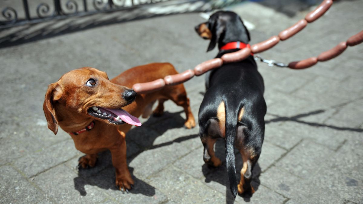 ¿De dónde vienen los perros y desde cuándo acompañan a las personas? Nuevos estudios sitúan su presencia en Europa hace casi 16.000 años, es decir 5.000 años antes de lo que estimaban investigaciones previas. ¿De dónde vienen los perros y desde cuándo acompañan a las personas? Nuevos estudios sitúan su presencia en Europa hace casi 16.000 años, es decir 5.000 años antes de lo que estimaban investigaciones previas.