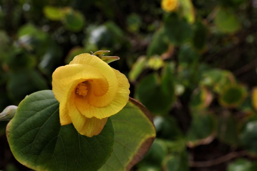 Grupos ambientalistas señalan que el Corredor del Caribe atenta contra el ecosistema de la reserva forestal. Grupos ambientalistas señalan que el Corredor del Caribe atenta contra el ecosistema de la reserva forestal.
