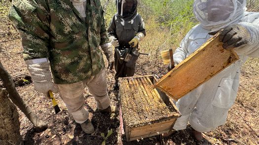 Frente a la costa de los pequeños pueblos de París y Santa Ana, las vecinas recogieron esta semana los primeros litros de la miel cosechada dentro del manglar, un ecosistema compuesto por el árbol del mangle bajo la constante amenaza de la crisis climática.