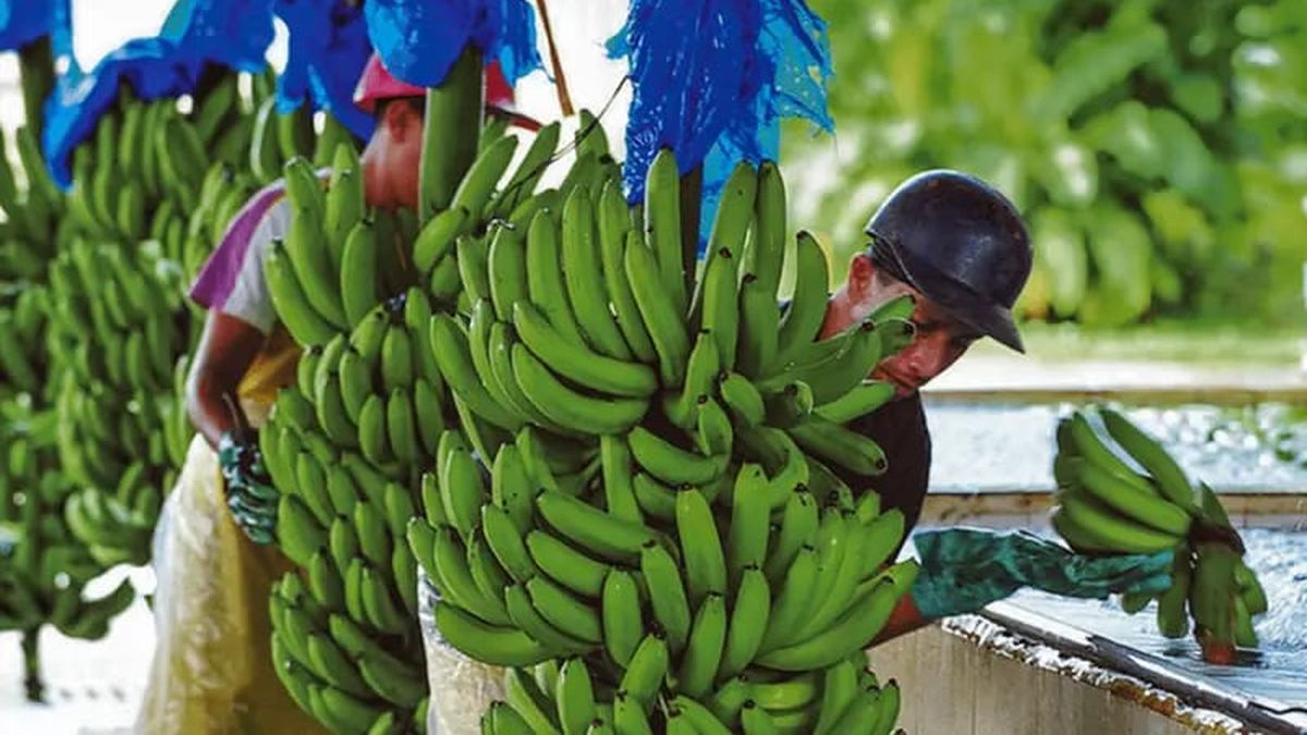 Empresas bananeras anuncian desvinculación laboral de todos sus trabajadores
