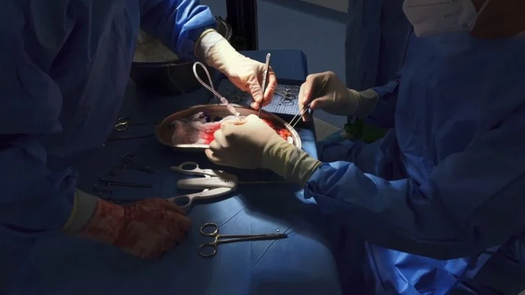 El Programa Nacional de Trasplante Hepático de la Caja de Seguro Social (CSS) conmemora 15 años de funcionamiento, periodo en el que ha realizado 110 trasplantes de hígado, brindando una nueva oportunidad de vida a pacientes con enfermedades hepáticas irreversibles. El Programa Nacional de Trasplante Hepático de la Caja de Seguro Social (CSS) conmemora 15 años de funcionamiento, periodo en el que ha realizado 110 trasplantes de hígado, brindando una nueva oportunidad de vida a pacientes con enfermedades hepáticas irreversibles.