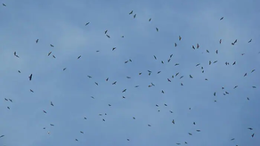 Aeropuerto de Tocumen declara alerta por migración de aves