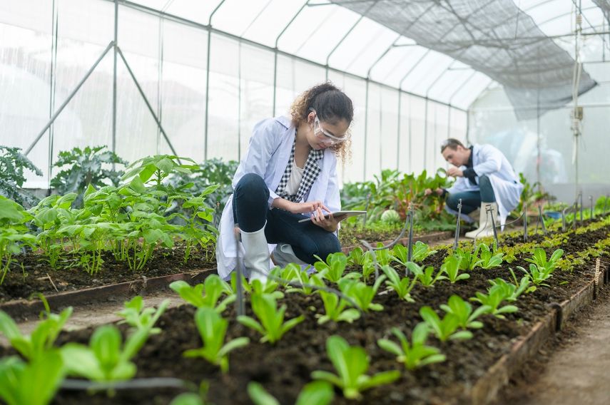 Panamá: Seguridad alimentaria y sostenibilidad, retos que enfrentan proyectos agrícolas