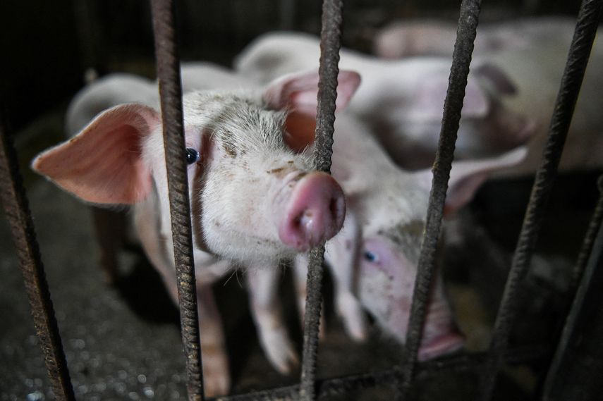 La peste porcina africana, inofensiva para los humanos pero muy contagiosa entre los animales, progresa a "un ritmo alarmante" en Europa, advierten expertos y responsables sanitarios.