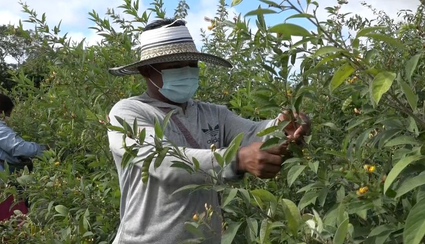 Productores del agro anuncian aumento del guandú en Chiriquí
