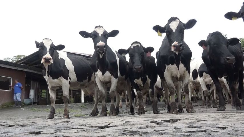 Técnicos del IDIAP participaron en una mesa de trabajo con productores lecheros de APROGALPA para dar seguimiento a las actividades que se desarrollan dentro del memorando de entendimiento para mejorar e incrementar la actividad.