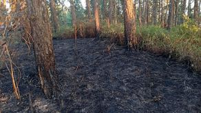 Un incendio de masa vegetal registrado a primeras &nbsp;horas de la noche del 27 de febrero en la Reserva Forestal El Montuoso, fue controlado y liquidado cerca de las 11:00 de la noche.