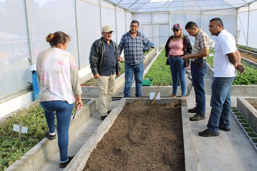 Agricultores muestran interés para producir semilla de papa